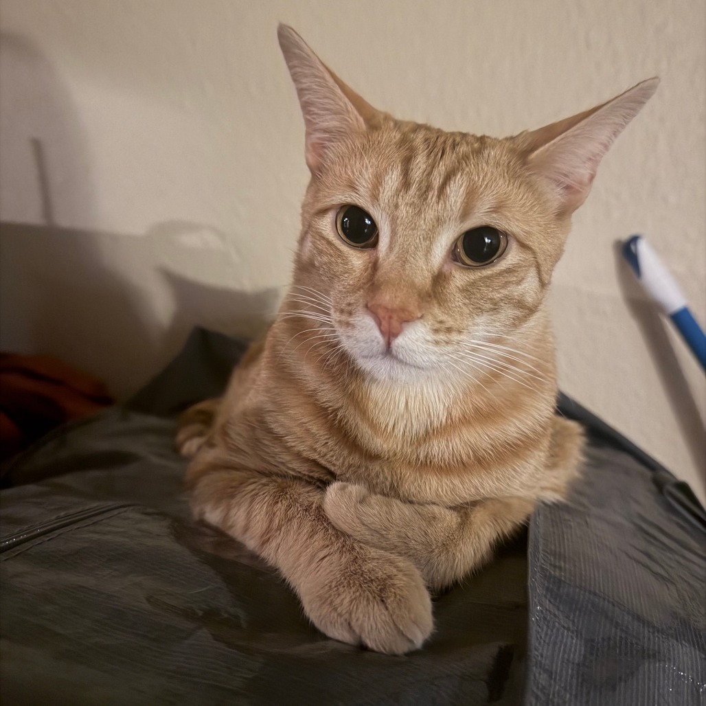 KAI - Domestic Shorthair available for adoption