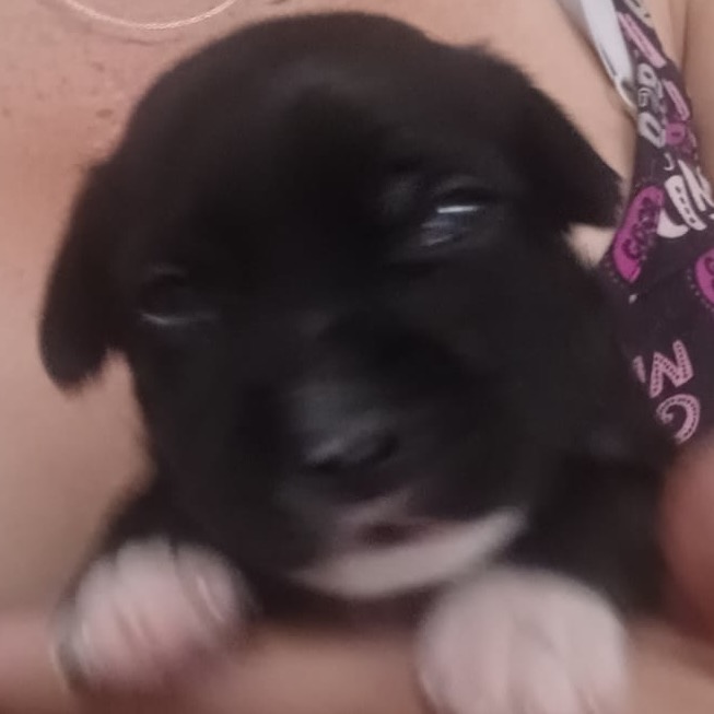 PERRY - Terrier / Mix available for adoption