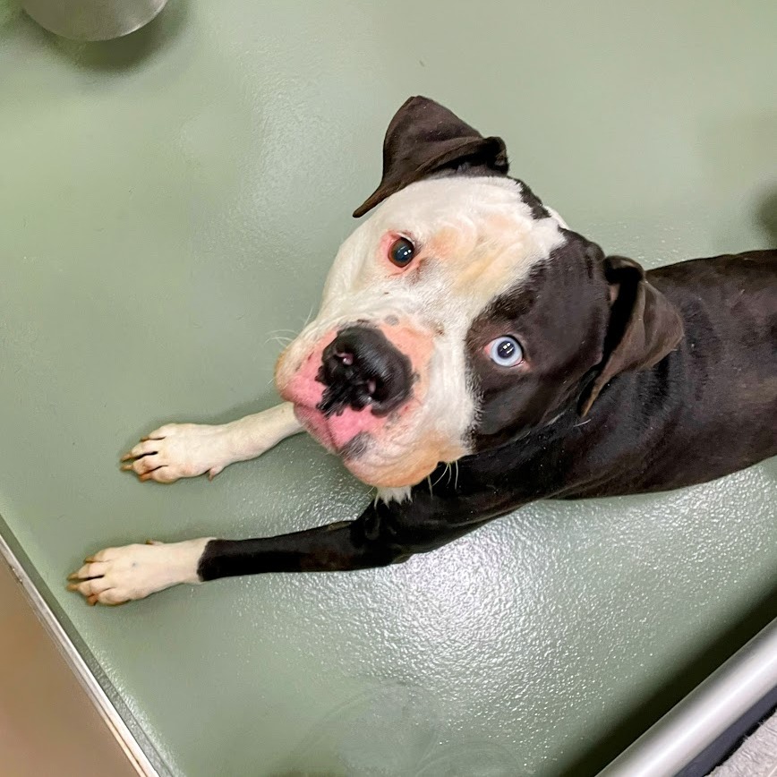 Azraq — thumbnail 3