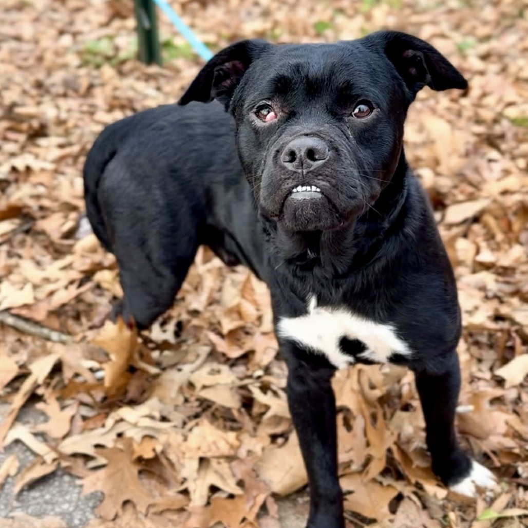 CHOPPER - Mixed Breed (Medium) available for adoption