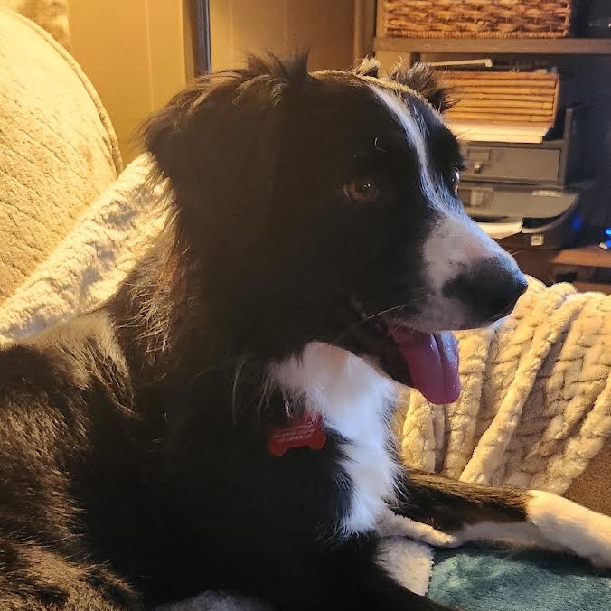 ATLANTIS - Mixed Breed (Medium) available for adoption