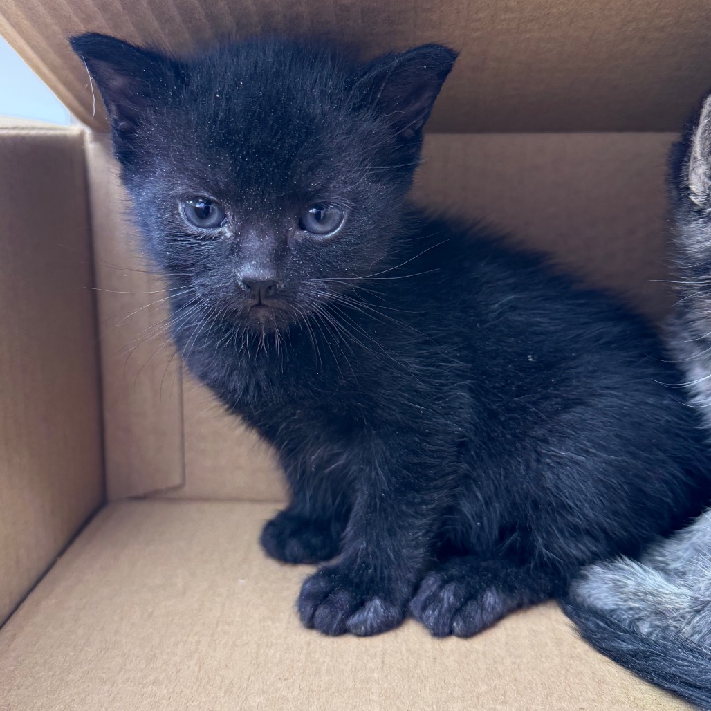 Tusc Stray 83795 2 3