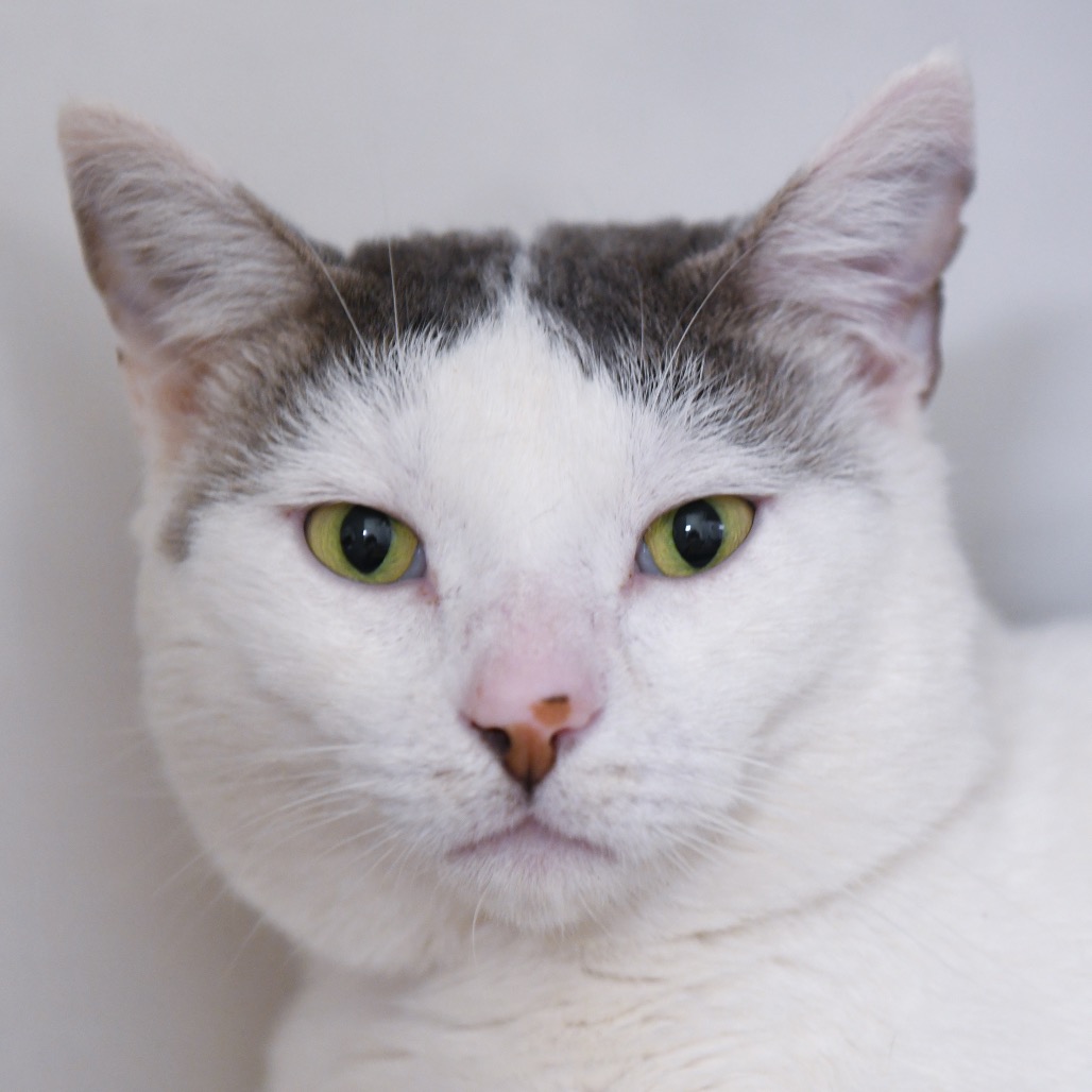 TeddyBear - Domestic Shorthair