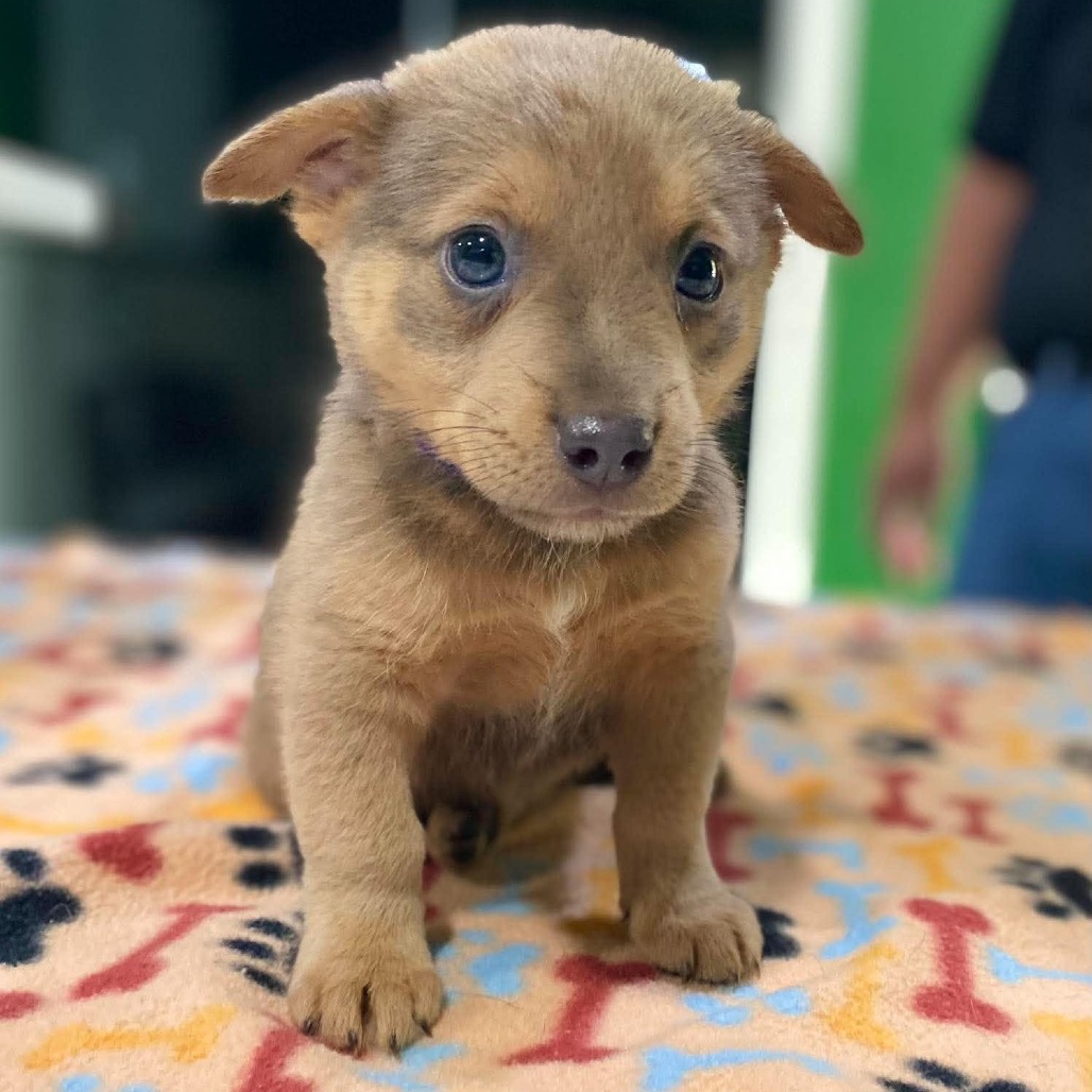 Pip
