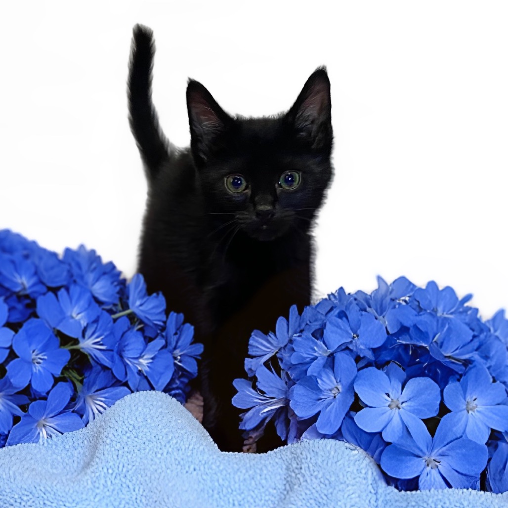 Photo of TANGELO
