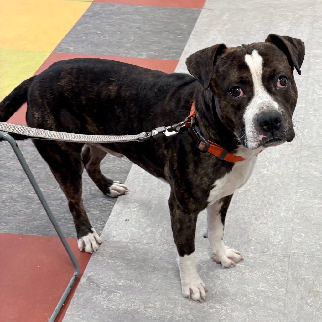 Potato — thumbnail 2