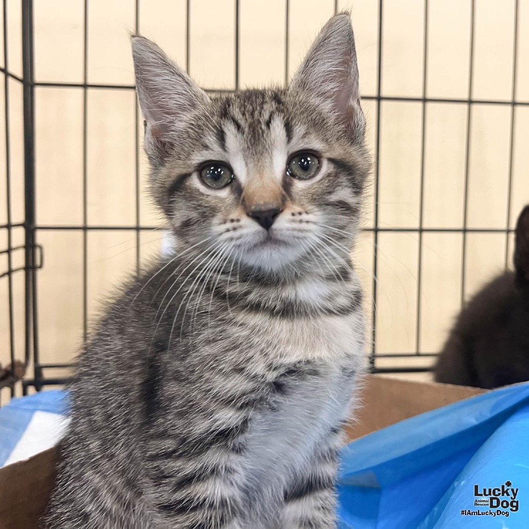 GUINEA - Domestic Shorthair available for adoption