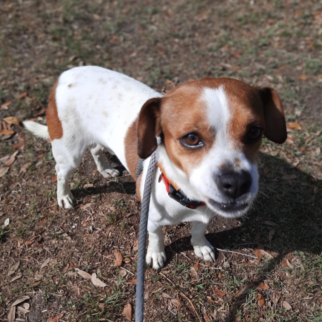 Bruiser photo 6