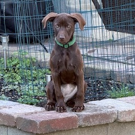 JULIET - Poodle / Mixed Breed (Medium) available for adoption