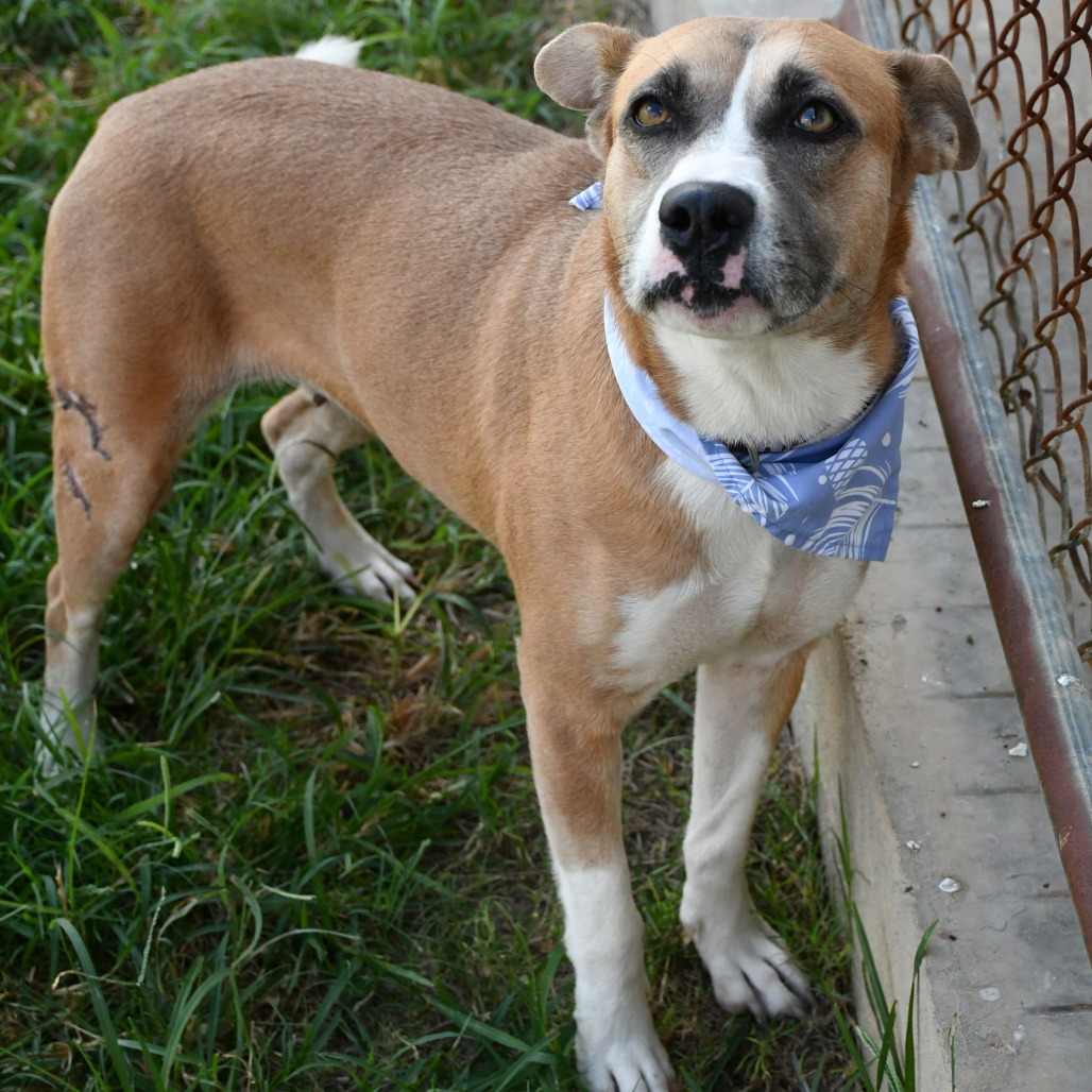 HONEY - Terrier, American Pit Bull / Terrier available for adoption