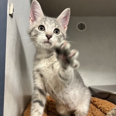 BOOMER - Domestic Shorthair available for adoption