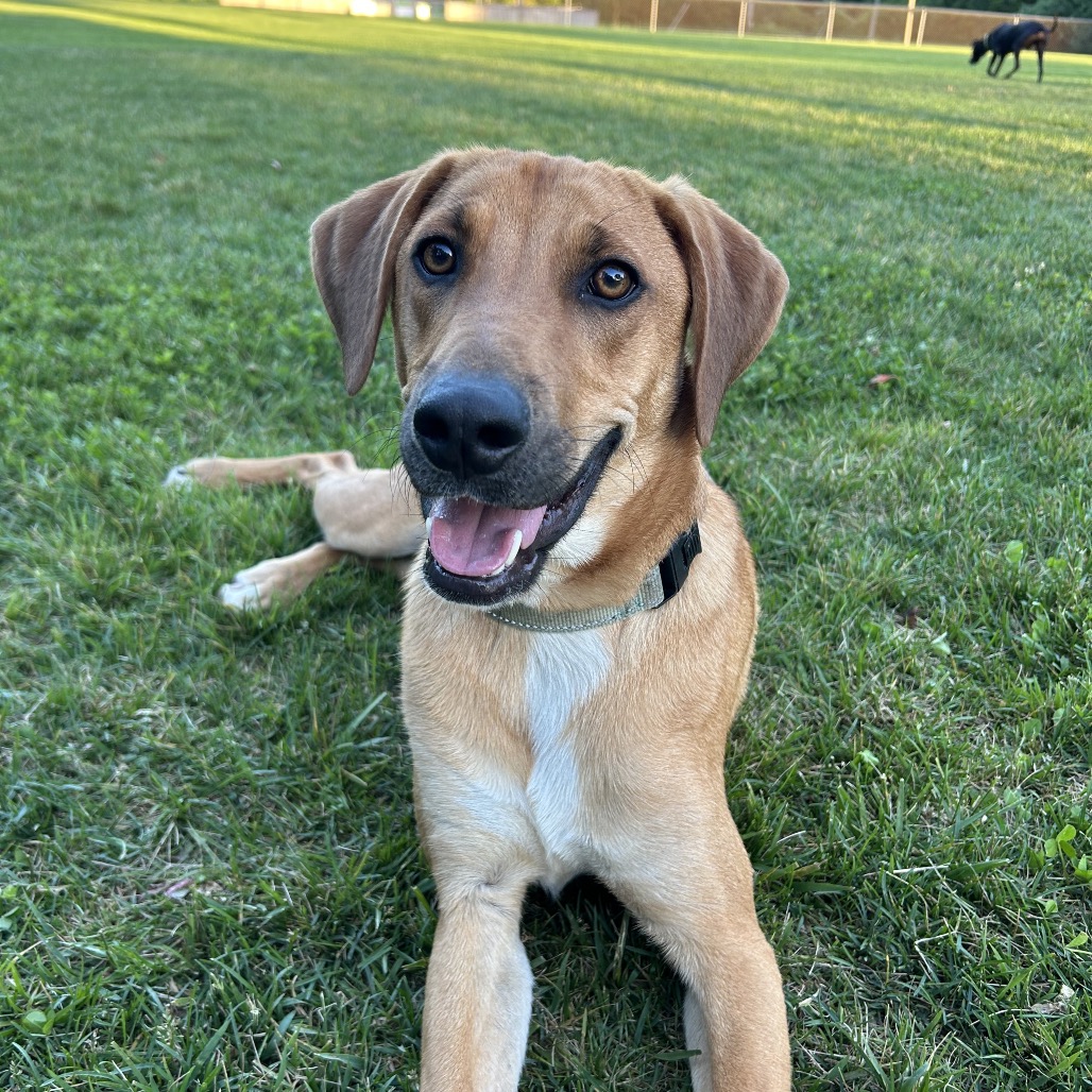 MACK - Shepherd / Retriever, Labrador available for adoption