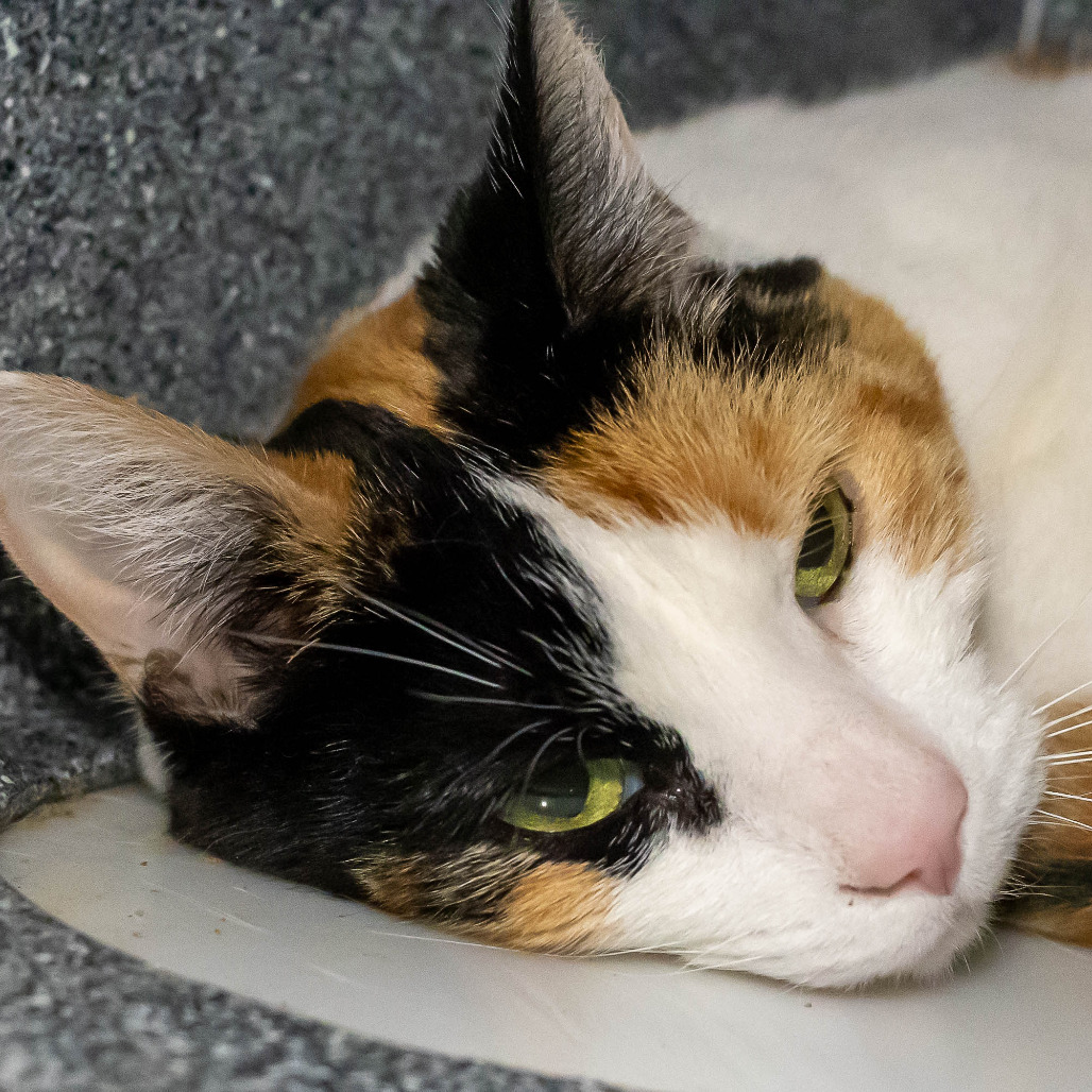 Chianti — thumbnail 3