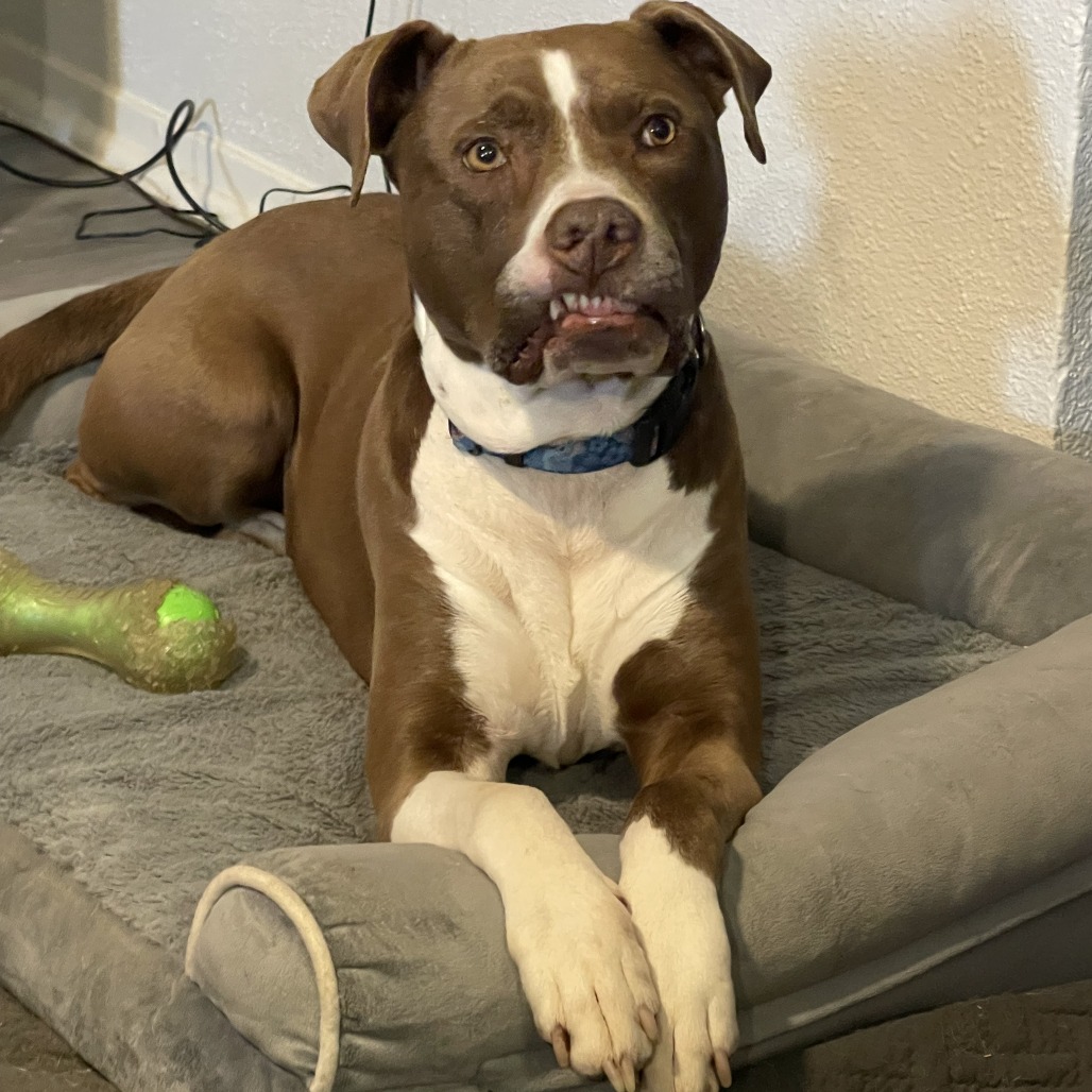 Taco, additional photo