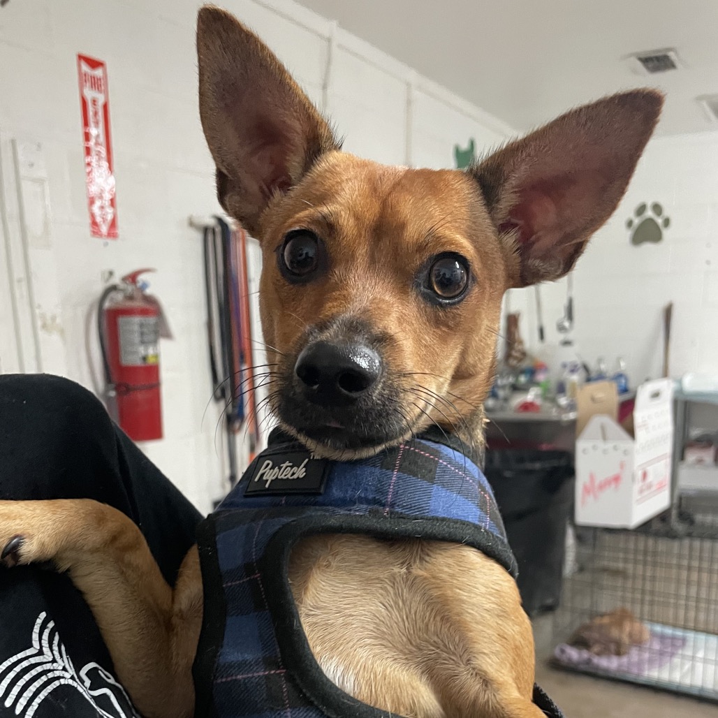 PACO - Chihuahua / Short Coat available for adoption