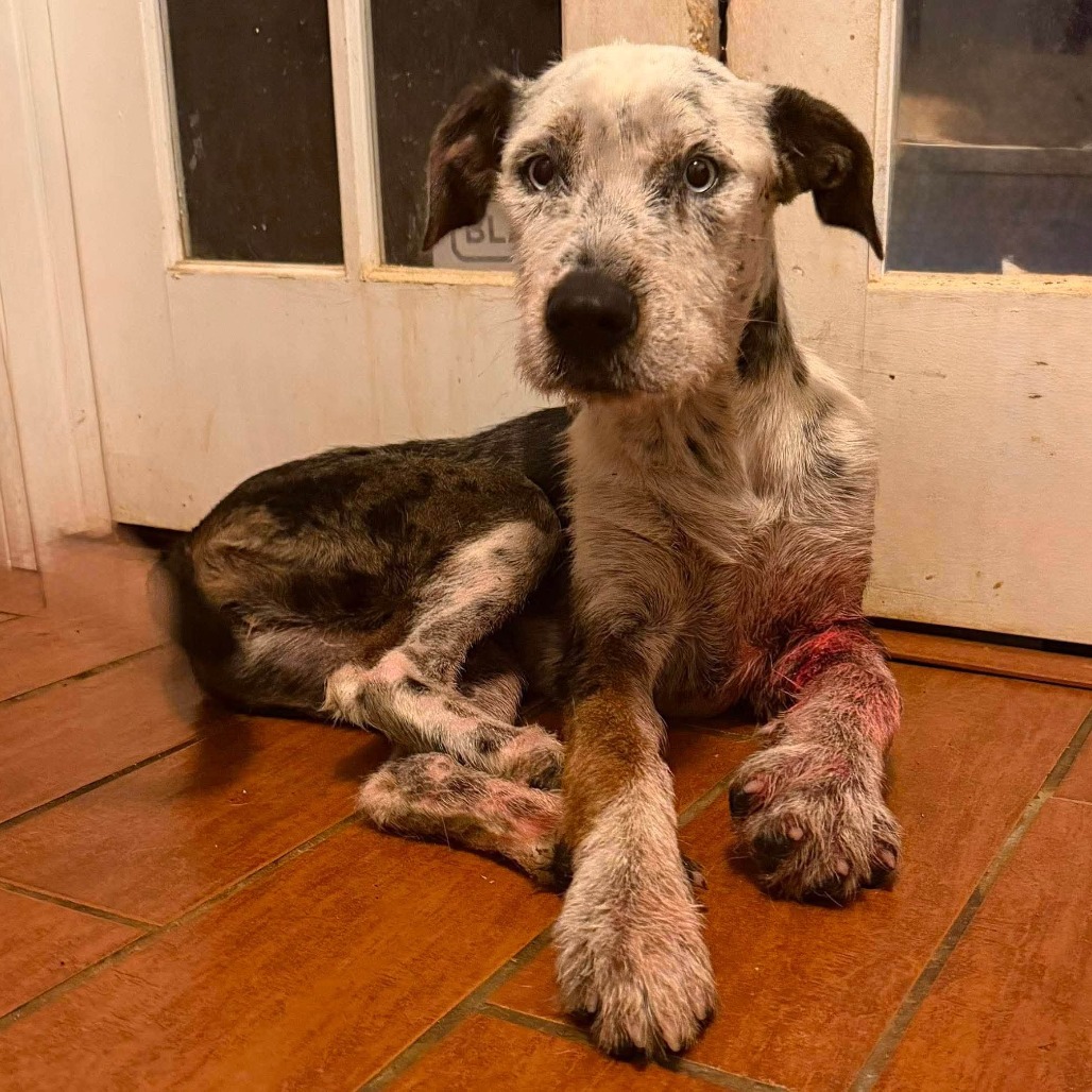 DUCKY - Mixed Breed (Medium) available for adoption