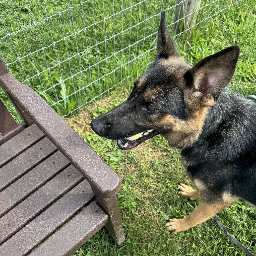 EVE (BREED EXPERIENCE REQUIRED) - Shepherd / German available for adoption