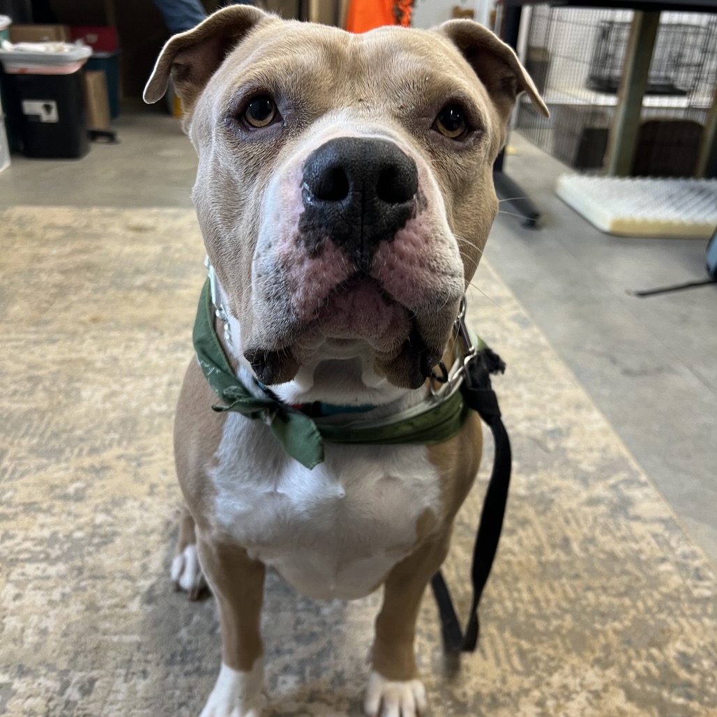 Charles is available for adoption at Northern Lakes Rescue