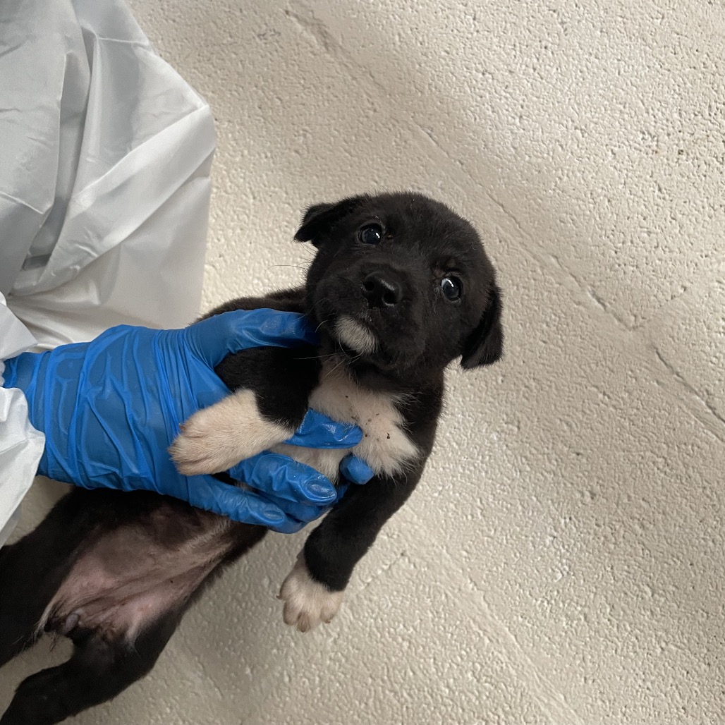 LOU - Husky / Mix available for adoption