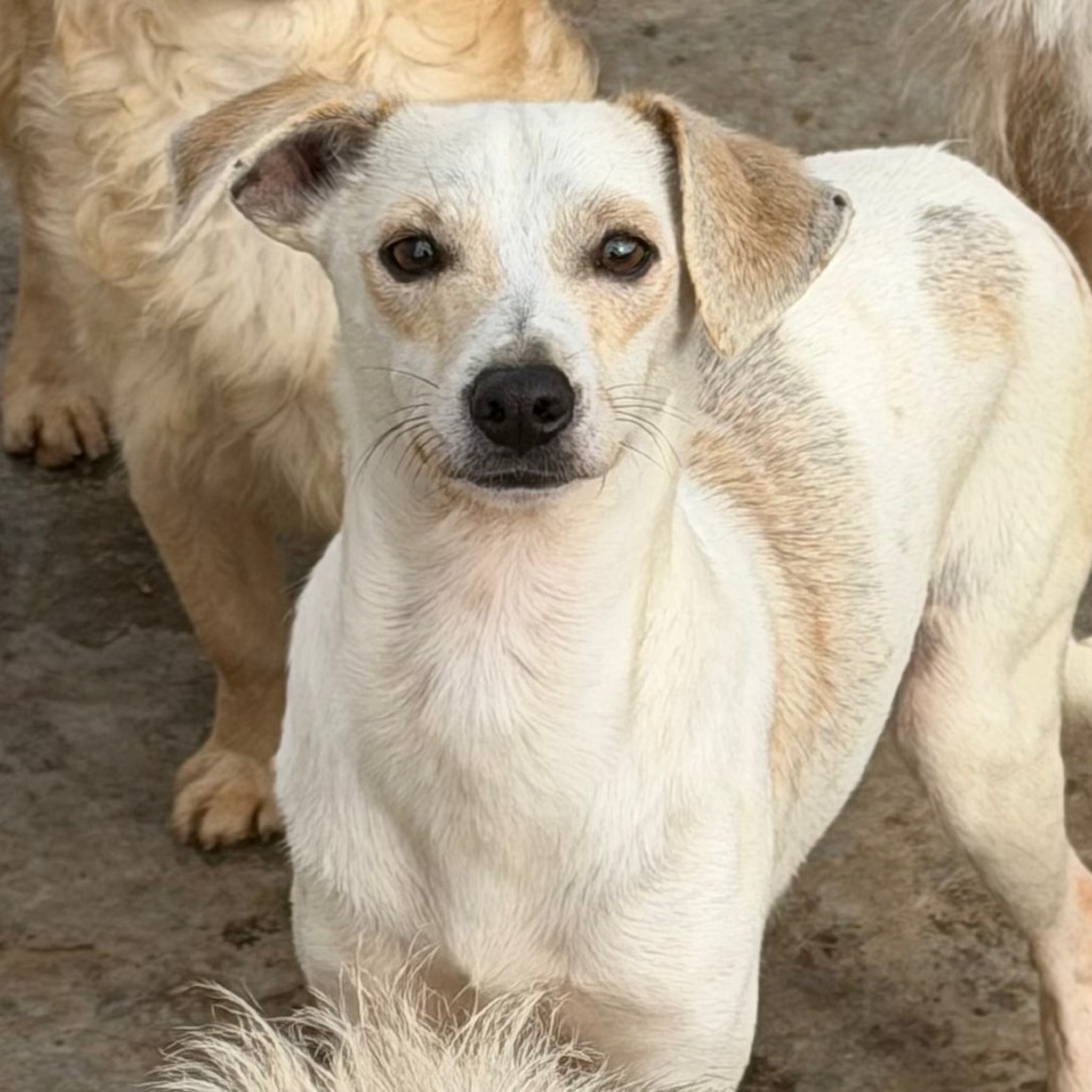 Chester — thumbnail 3