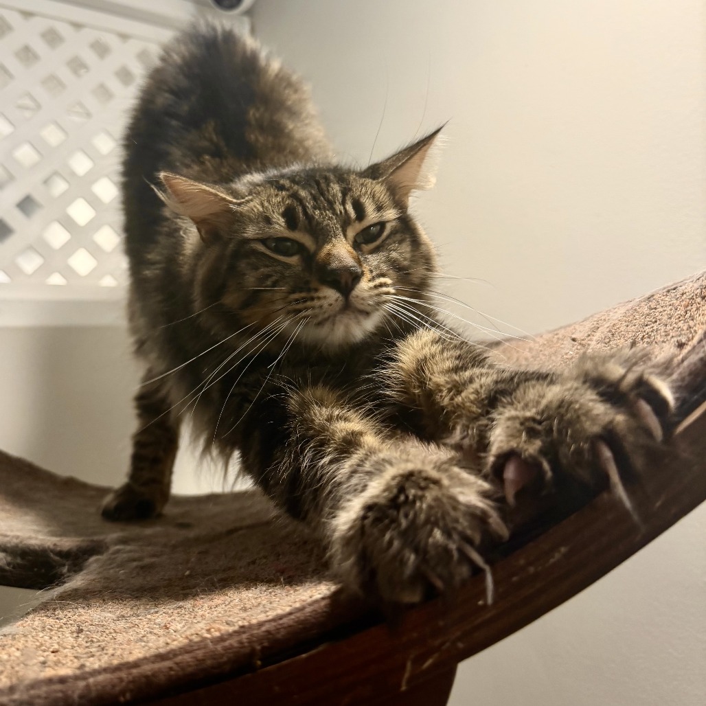 TAMALITO - Domestic Longhair available for adoption