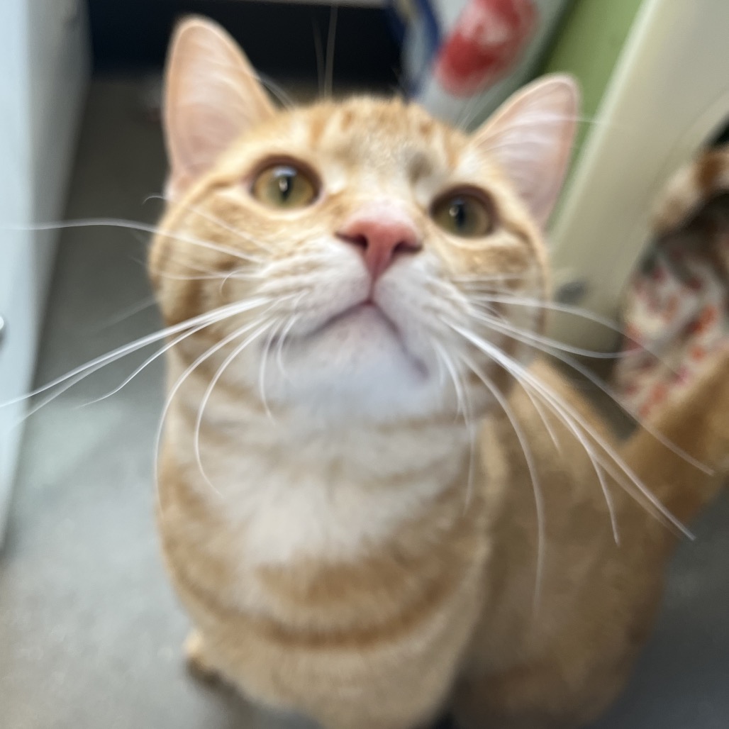 Leo