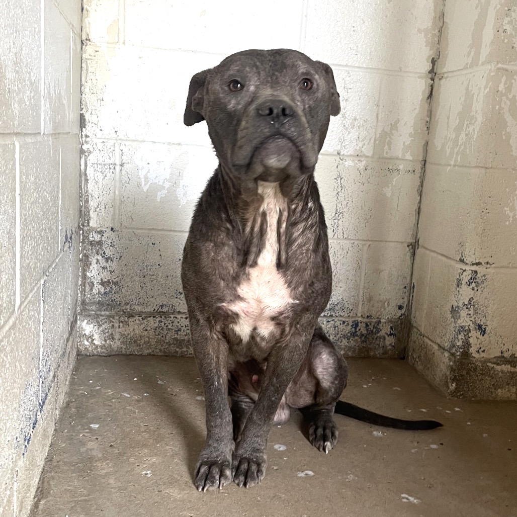 Drizzy, available for adoption at PVAS