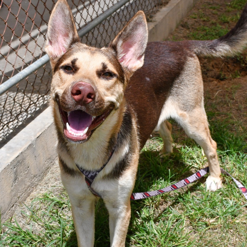ANTONIO BANDERAS - Shepherd, German / Husky for adoption in Beaumont