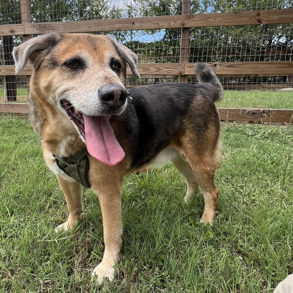 CHARLEY - Shepherd available for adoption