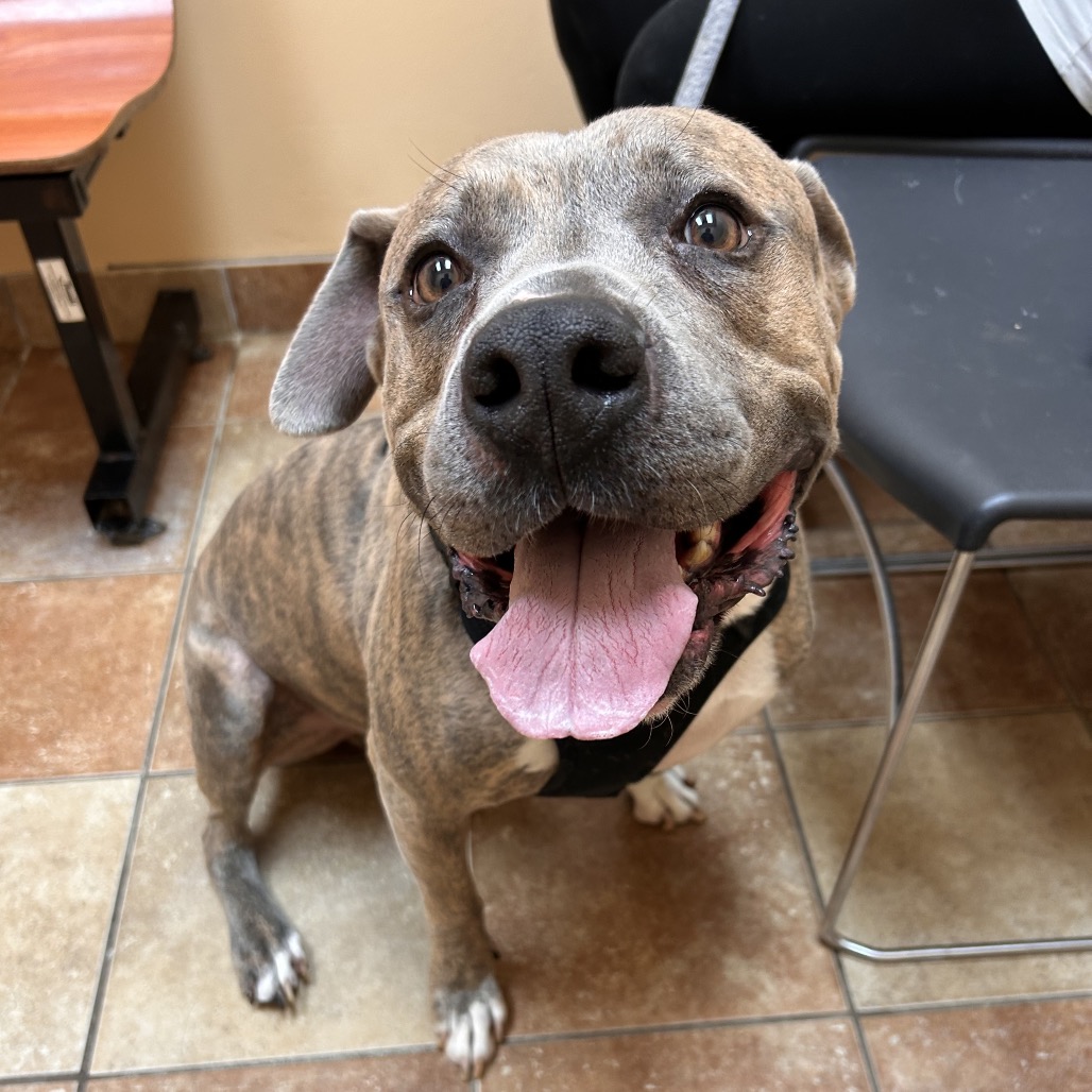 FWT BILLIE (ROCKY) - Terrier / Pit Bull available for adoption