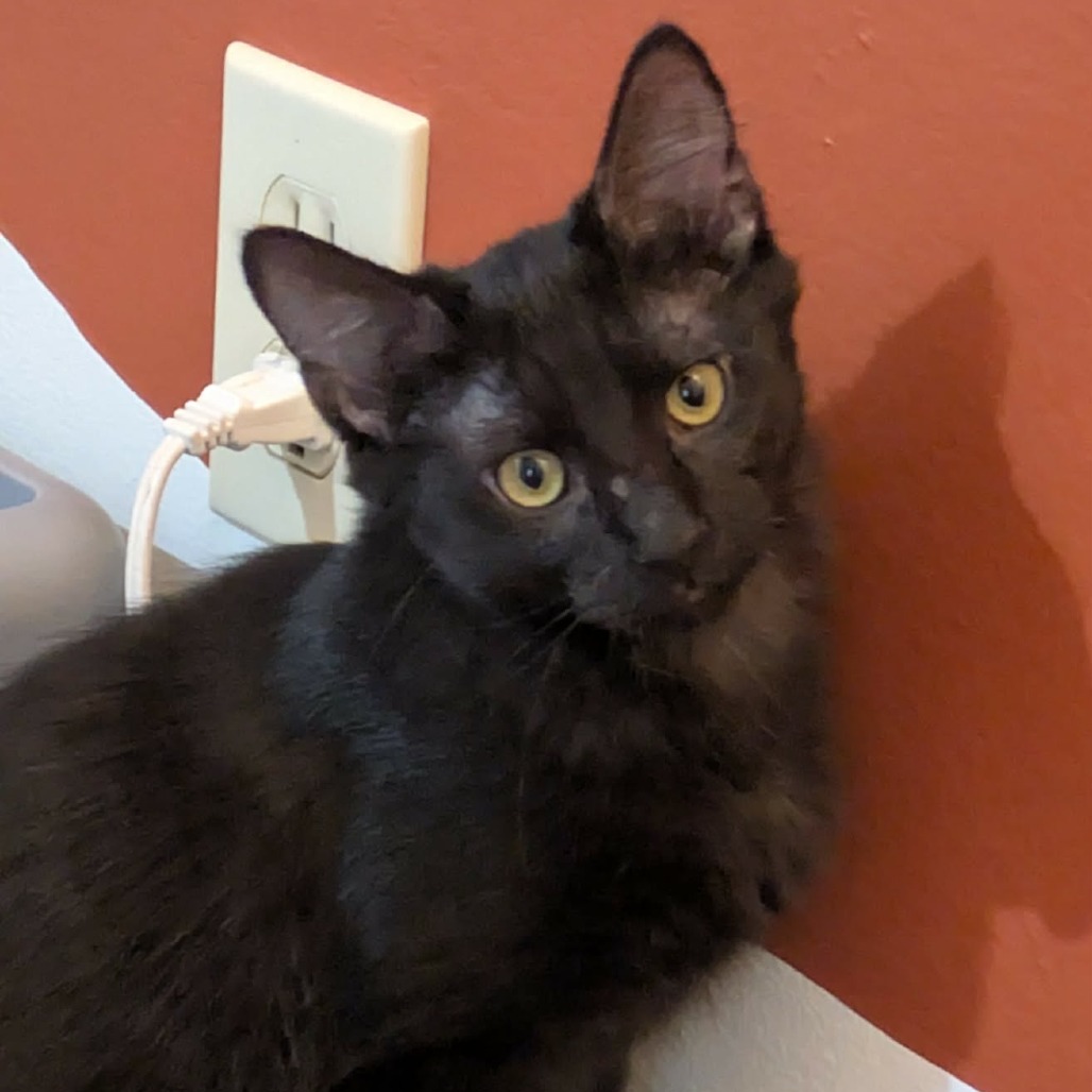 Licorice, photo 2