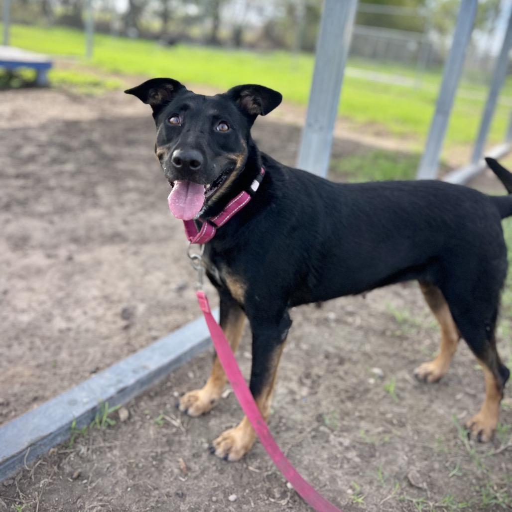 ANNIE - Shepherd available for adoption