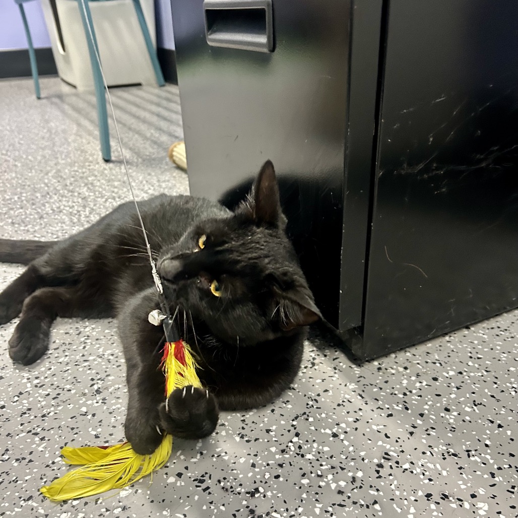 Meatball — thumbnail 3