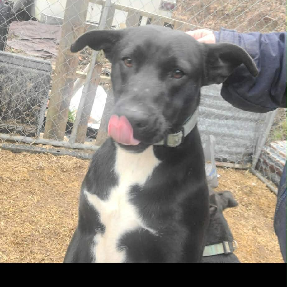 Finn — thumbnail 2