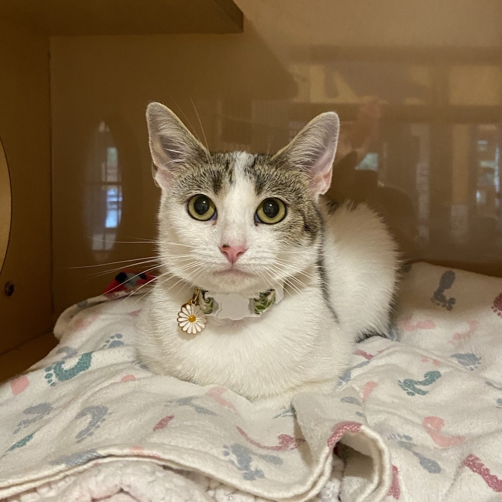 DAFFODIL - Domestic Shorthair available for adoption