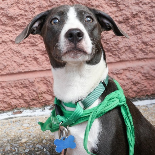 WINNIE - Retriever, Labrador / Mix available for adoption