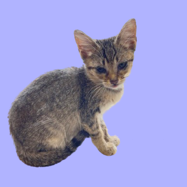 Tusc Stray 81920 2 3