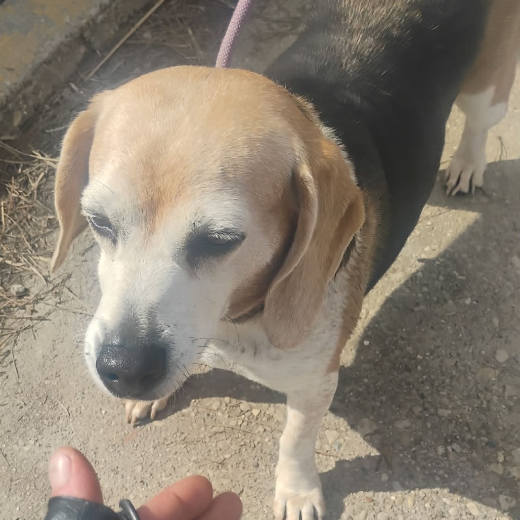 Jellybean Stray Hold 3/12