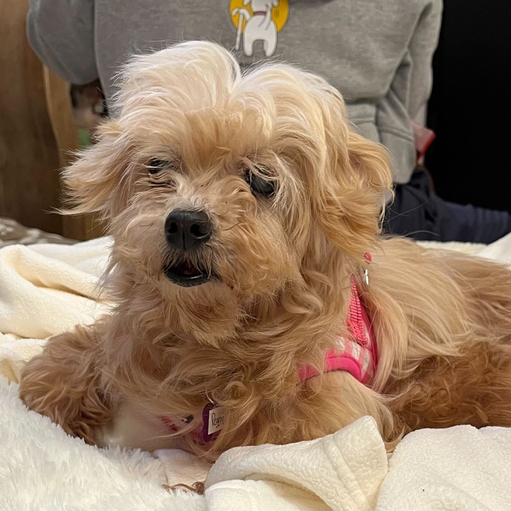 Peggy O 13758 — thumbnail 2