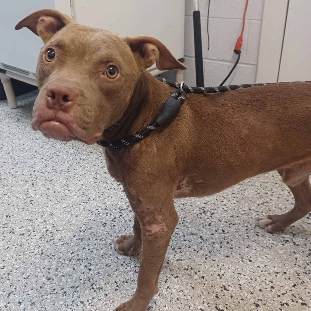 SWEET CHILD - Bulldog, American / Mix available for adoption