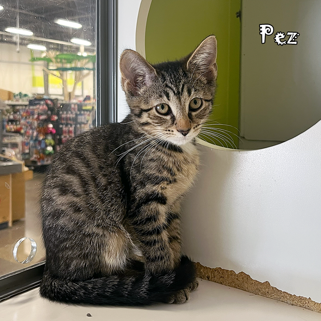 Pez, an adoptable cat