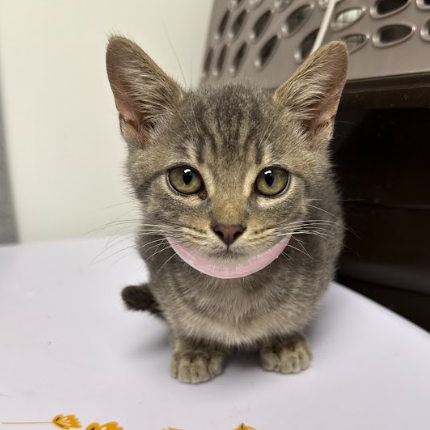 STELLAR - Domestic Shorthair / Mix available for adoption