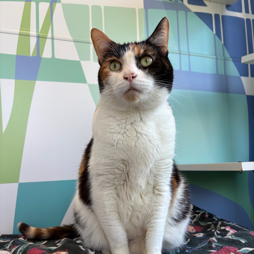 CHARLOTTE - Domestic Shorthair available for adoption