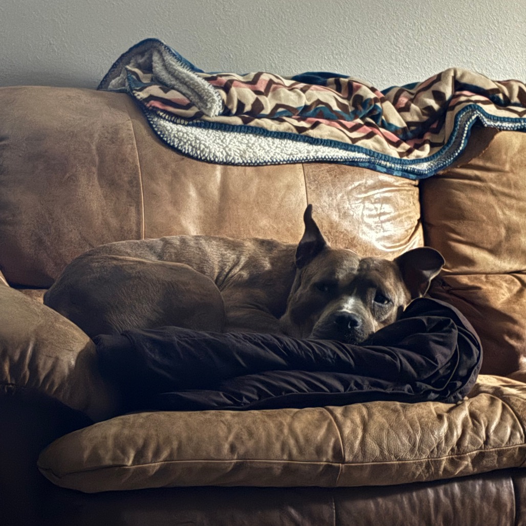 Dogtor Suess, photo 6