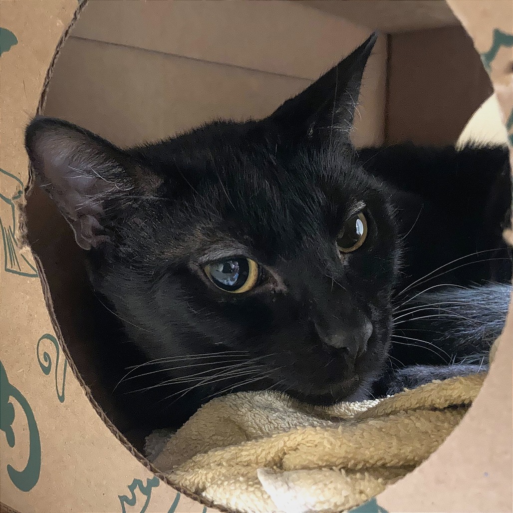 LOBSTER - Domestic Shorthair available for adoption
