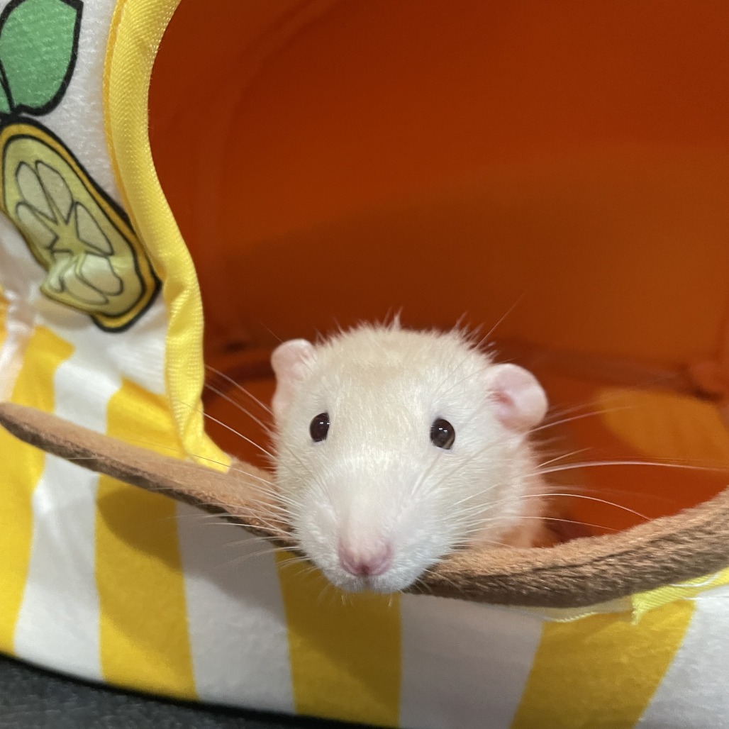 Dewey photo