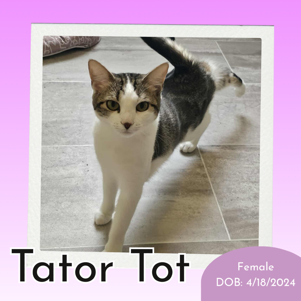 Tator Tot