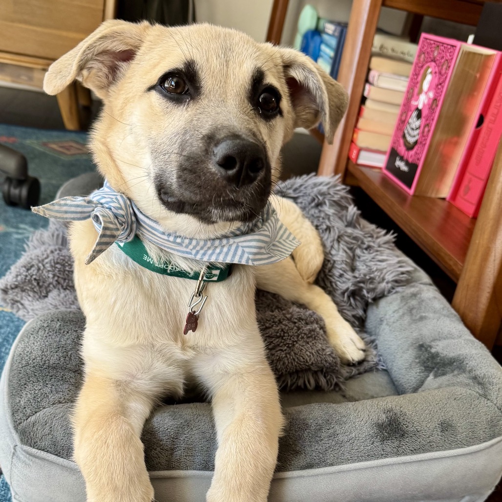 FOREST - Shepherd, Anatolian / Retriever, Labrador available for adoption