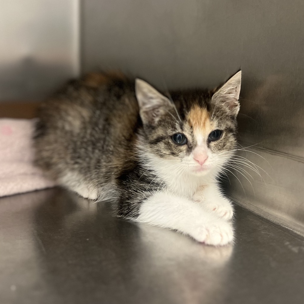CHICAGO - Domestic Shorthair available for adoption