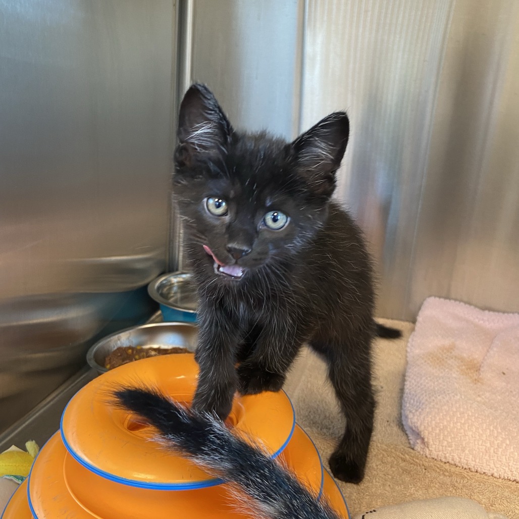 BREAD - Domestic Shorthair available for adoption